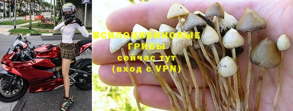 индика Елизово